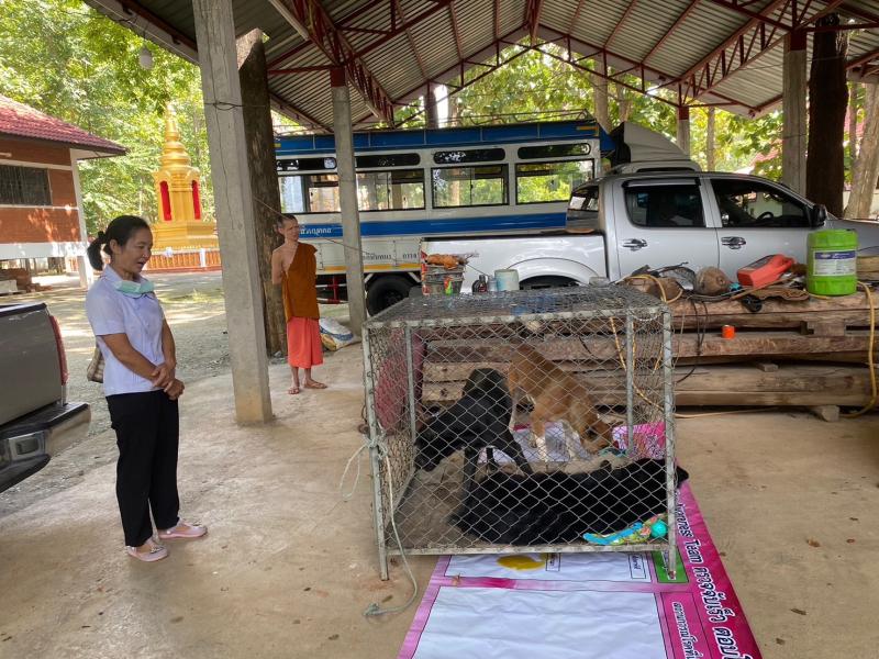 มอบหมายให้เจ้าหน้าที่กองสาธารณสุขฯ ร่วมกับสำนักงานปศุสัตว์อำเภอแม่ใจ  จับสุนัข จำนวน 2 ตัว ตามที่ได้รับการร้องเรียนจากประชาชน บ้านสันติสุข หมู่ที่ 9 ตำบลศรีถ้อย